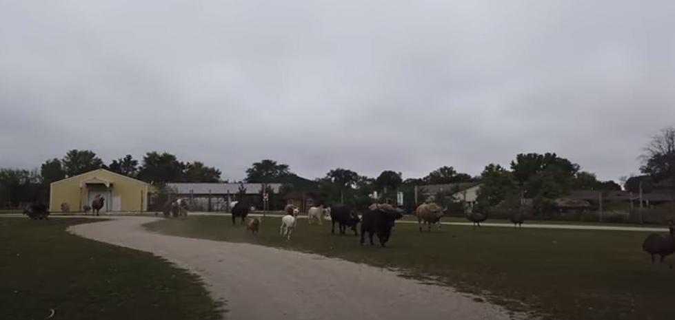 Get Up Close &#038; Personal at This Illinois Drive-Thru Safari Tour