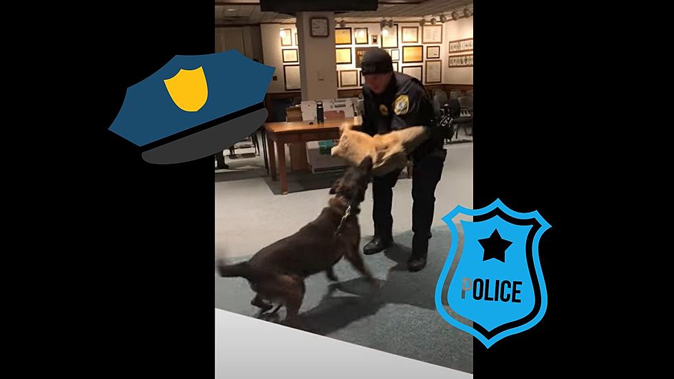 Video of Quincy’s Police Dog doing a Training Exercise