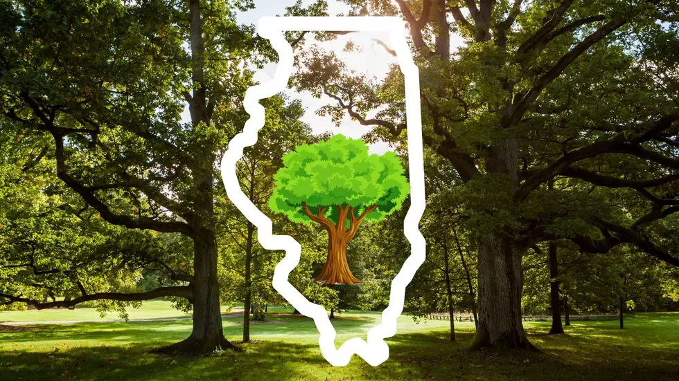 Illinois is getting 800 new Oak Trees
