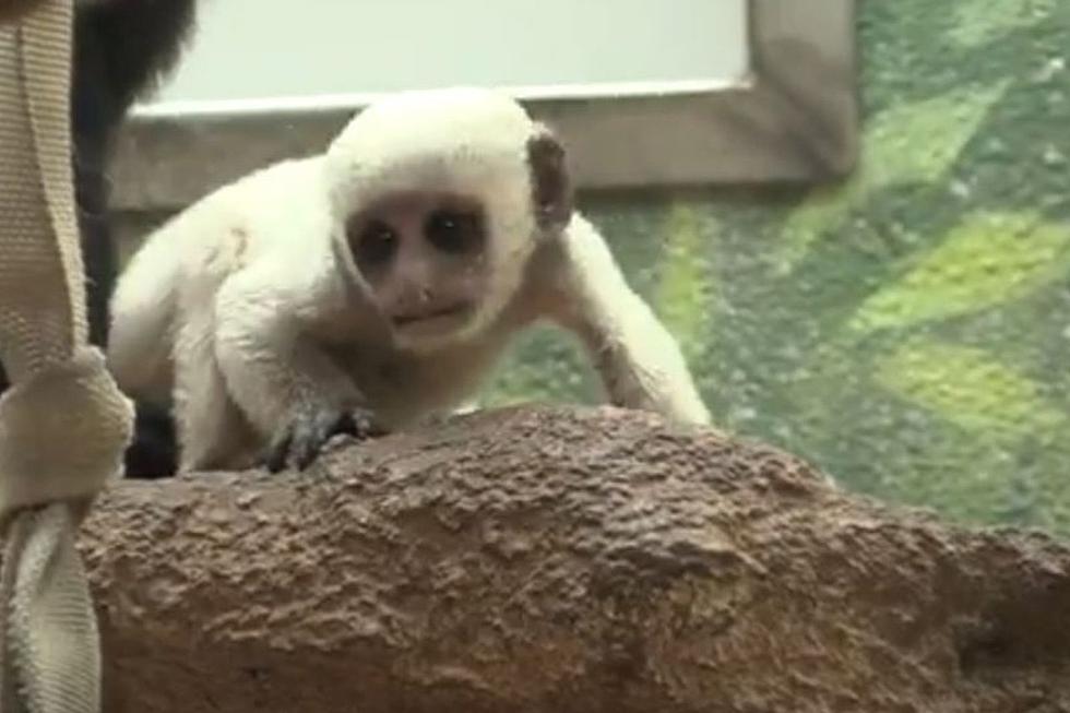 Precious Baby Monkey At St. Louis Zoo Makes His Debut to Visitors