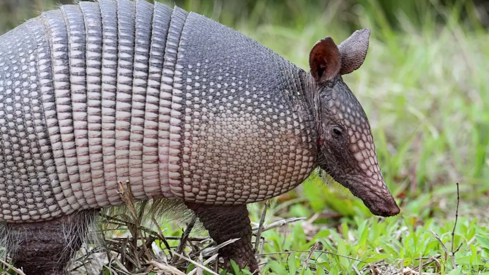 Be on the look out for Armadillos here in the State of Illinois