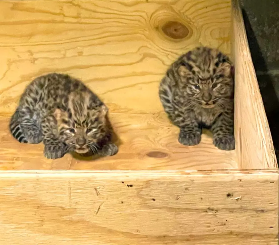 Endangered Leopard Cubs Born at Missouri Zoo – Cuteness Overload