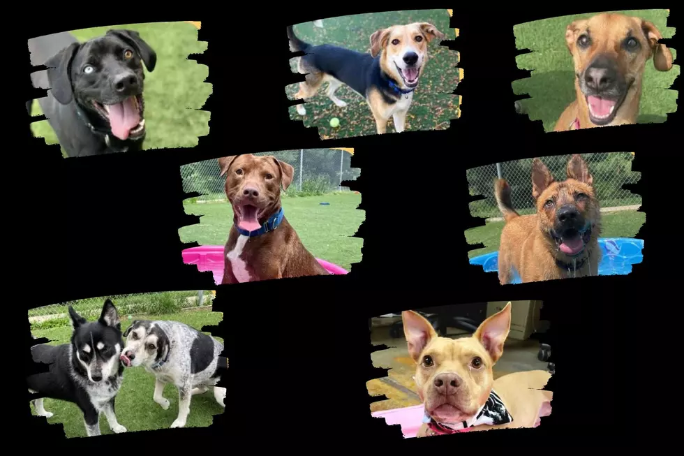 8 Dogs at Local Humane Society Have Been There For Over 1K Days
