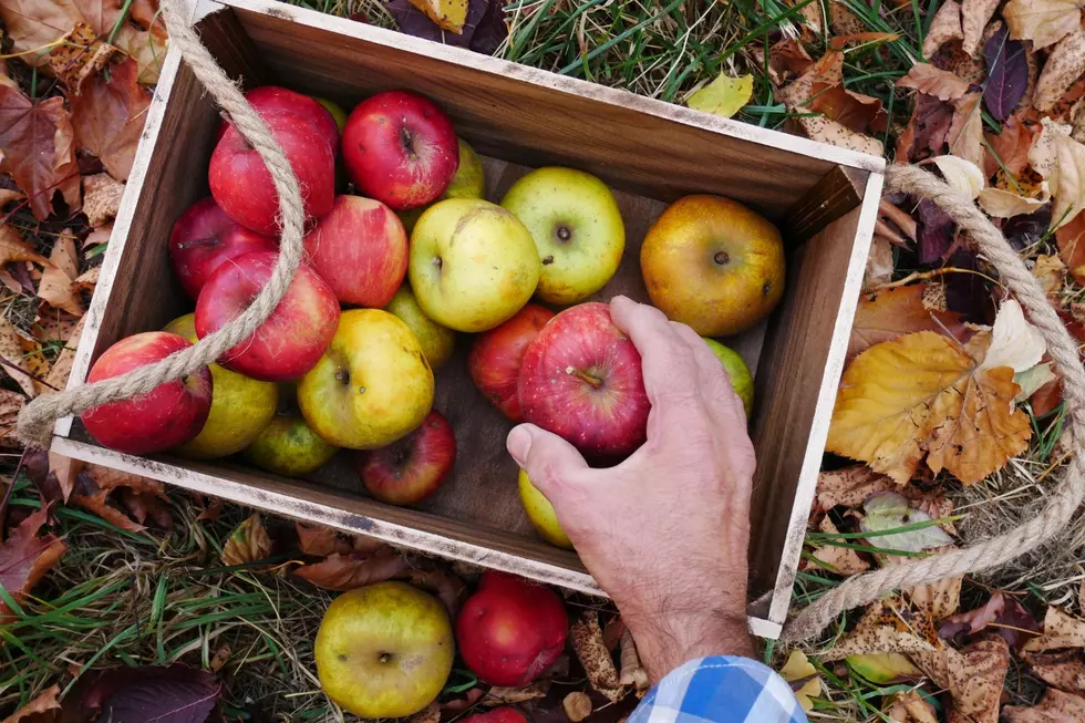 Some of The Best April Orchards in Missouri To Visit This Fall
