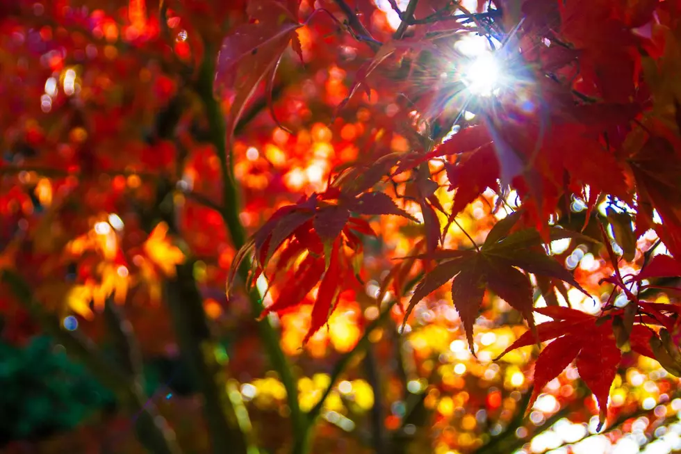 Interactive Fall Foliage Map Tells  When Colors Will Be Brightest