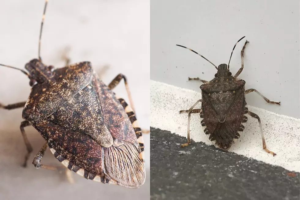 Stink Bugs Are Back But Whatever You Do DON’T Squish Them
