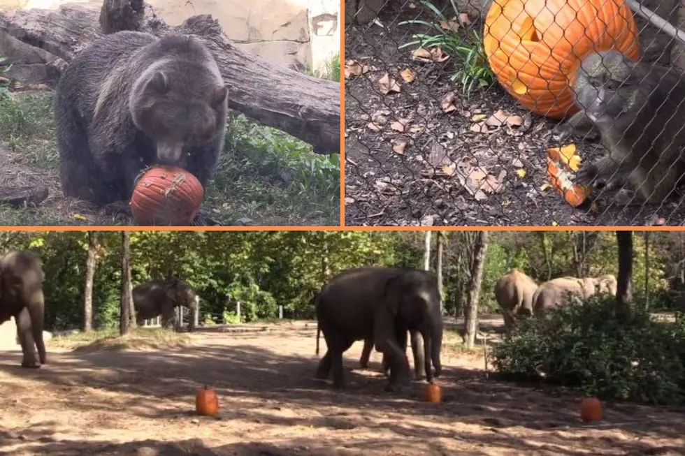 Animals at Missouri Zoo Enjoy Treats for Halloween Just Like Us