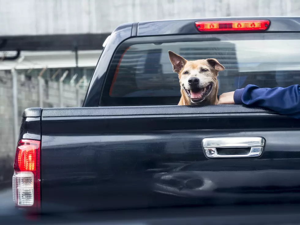 In Missouri Is It Legal To Drive With Your Dog in a Truck Bed?