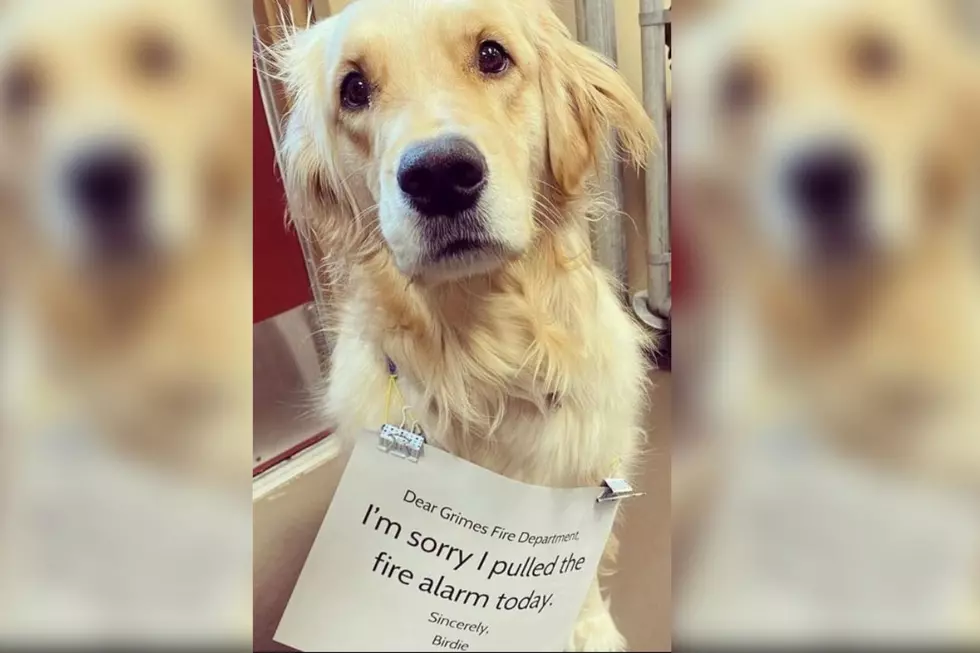 Unlikely Suspect Pulls Fire Alarm in Iowa Daycare – Meet Birdie