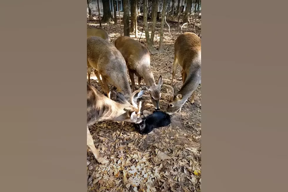 Here’s the Science of Why These Illinois Deer are Licking a Cat