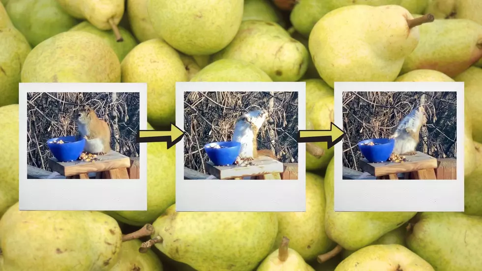 Watch a Midwestern Squirrel Get Really Buzzed on Fermented Pears