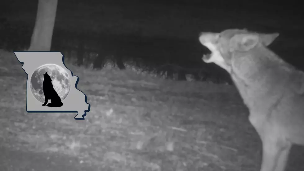 There's Only 1 Place You're Guaranteed to See Wolves in Missouri