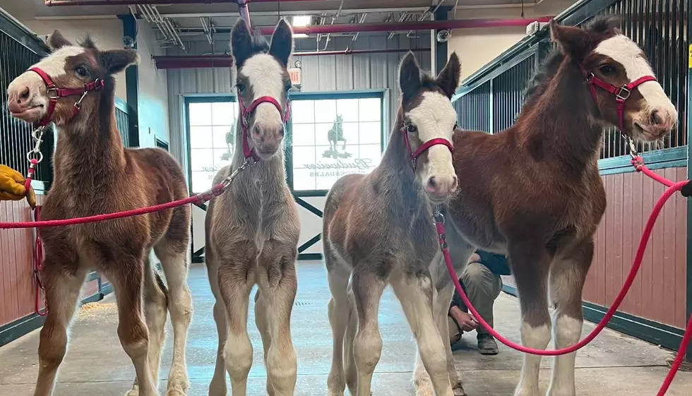 Missouri's Most Famous Horses the Clydesdales Have 4 New Foals
