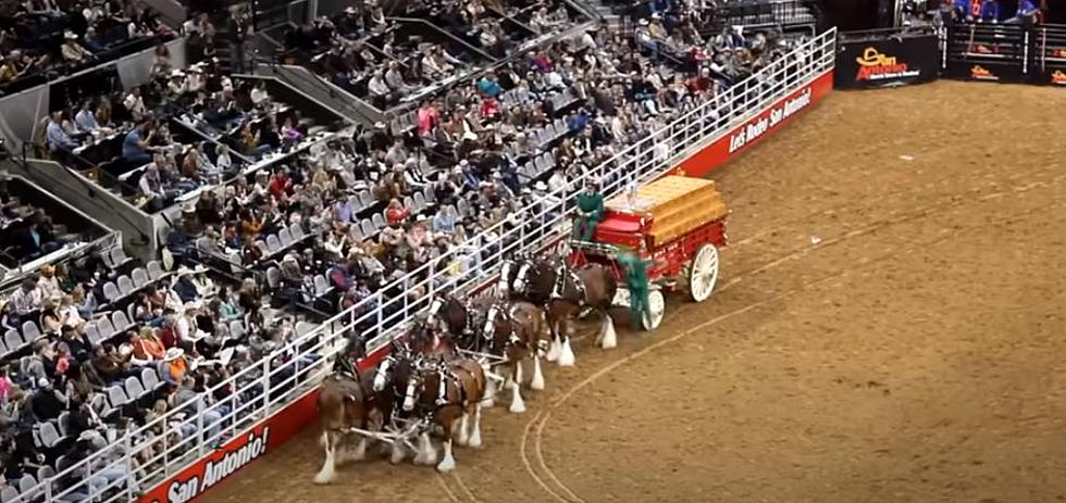 Watch Scary Scene of Missouri Clydesdale Causing Pile-Up at Rodeo