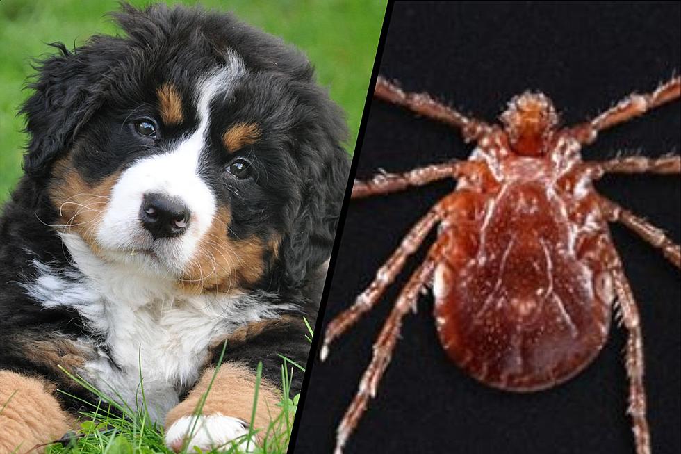 New Dangerous Tick Species Found in Missouri That Could Harm Pets