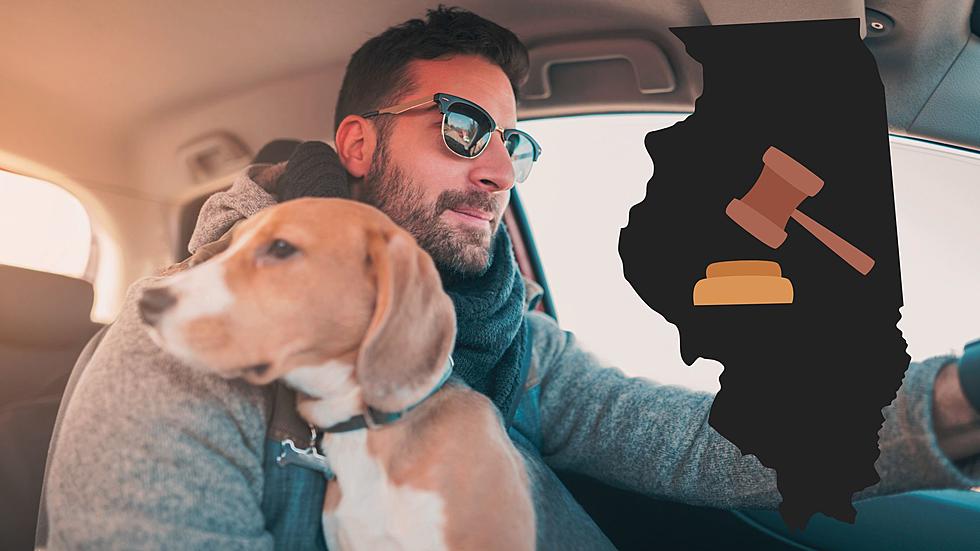 Illinois is trying to Change the way your Pet Rides in your Car