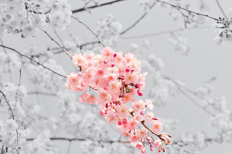 Missouri Town Known for Having the Largest Cherry Blossom Fest