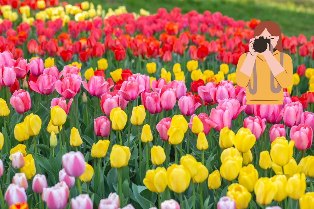 Picture Perfect! Tulip Fest in Illinois is Hot Spot for Pictures
