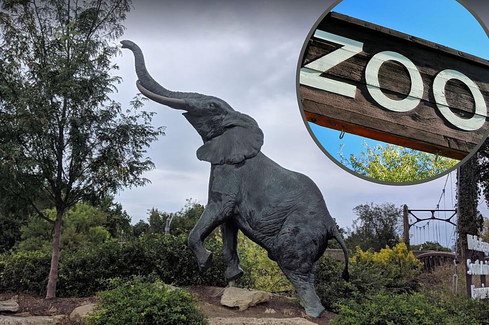 A New $40 Million Discovery Zone is Coming to the St. Louis Zoo