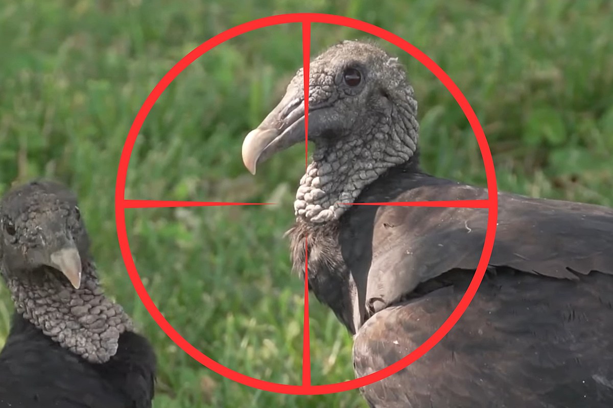 Yes, You Can Shoot Black Vultures in Missouri, But Do This First