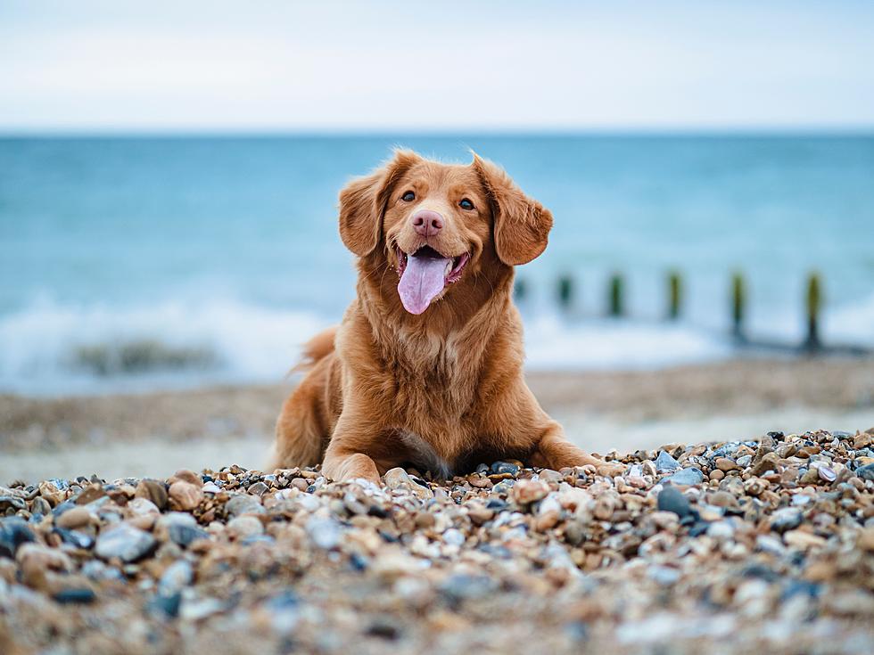 Bring Your Dog to the Best Dog-Friendly Beach in Illinois
