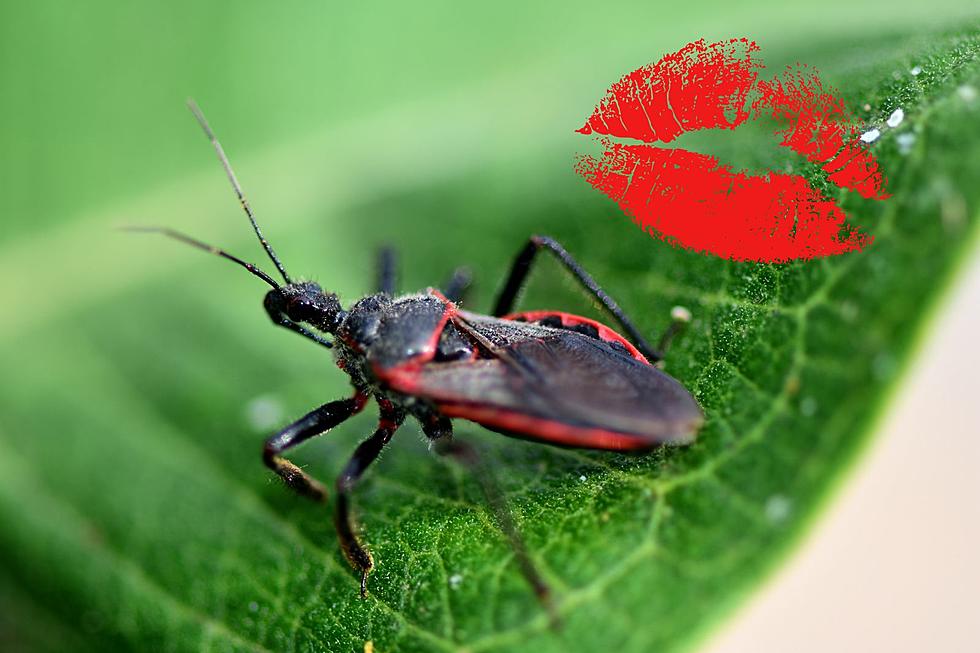 2nd Most Dangerous Bug in Illinois Has Cute Name But Loves Blood