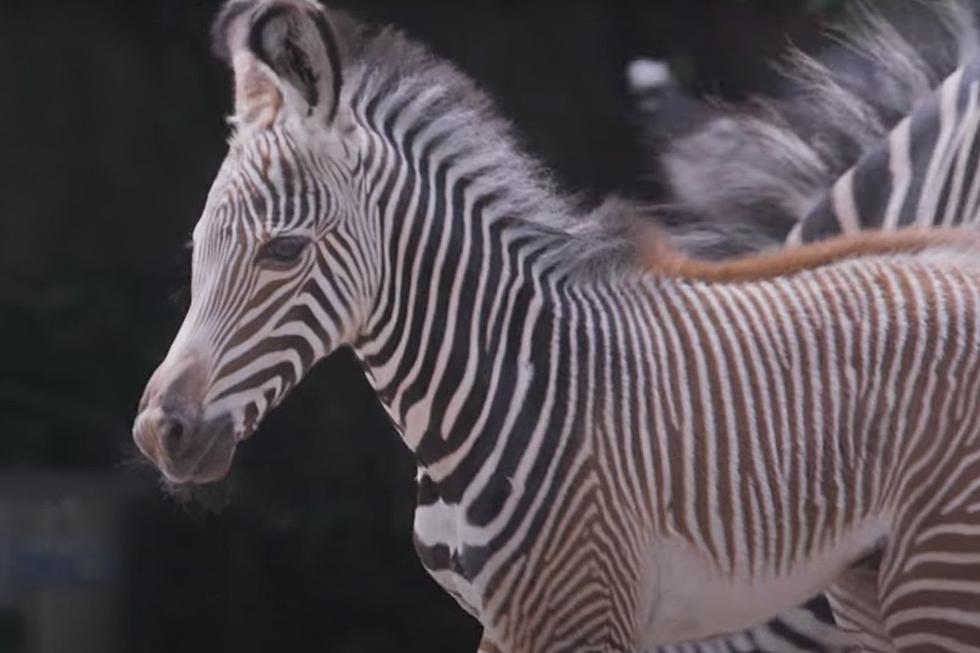 Baby News! An Endangered Zebra was Born at Illinois Zoo