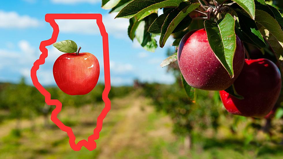 One of the 10 Best Apple Picking Spots in the US is in Illinois