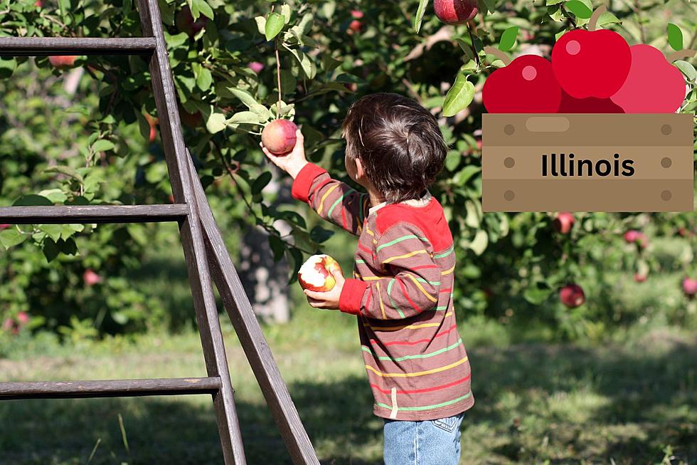 5 of the Best Places to Go Apple Picking This Fall in Illinois