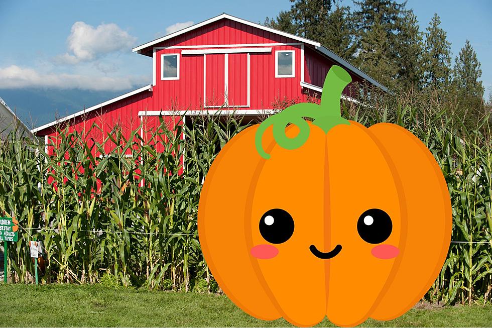 The Gigantic Pumpkin Patch in Missouri You have to See to Believe