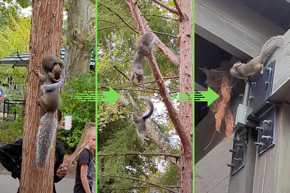 VIDEO: Drama at St. Louis Zoo as Squirrel Mom Tries to Save Baby