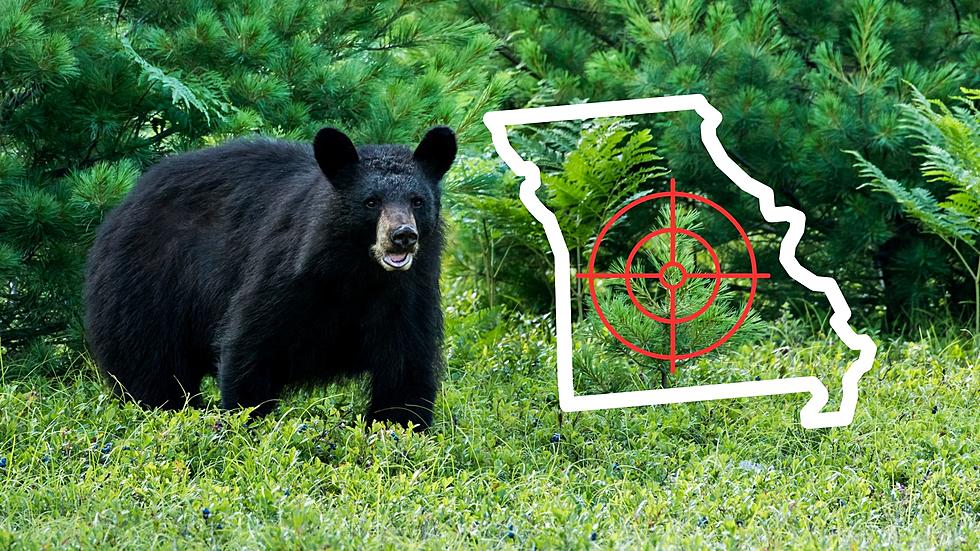 Do you want to go Bear Hunting in Missouri? 