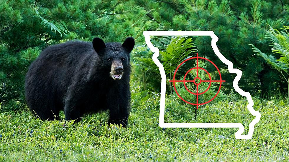 How Many Black Bears were Harvested in Missouri this year?