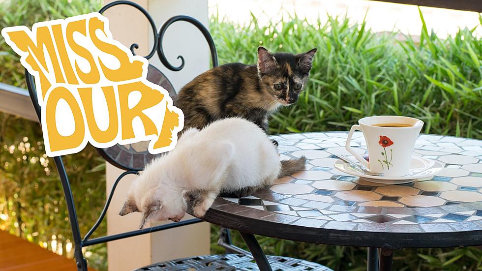 If you love Cats & Coffee there is a Café in Missouri for you