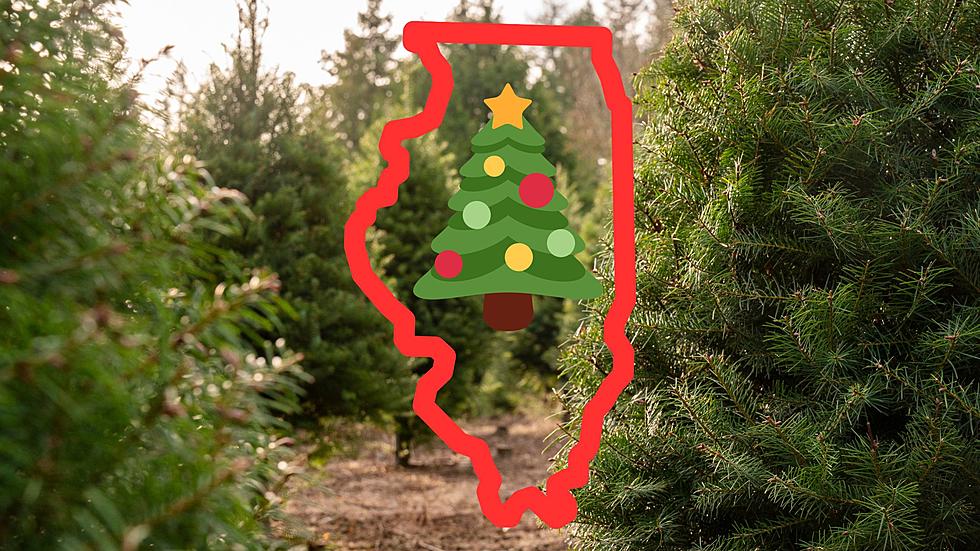 Experts say Illinois has 4 of the Top Xmas Tree Farms in the US