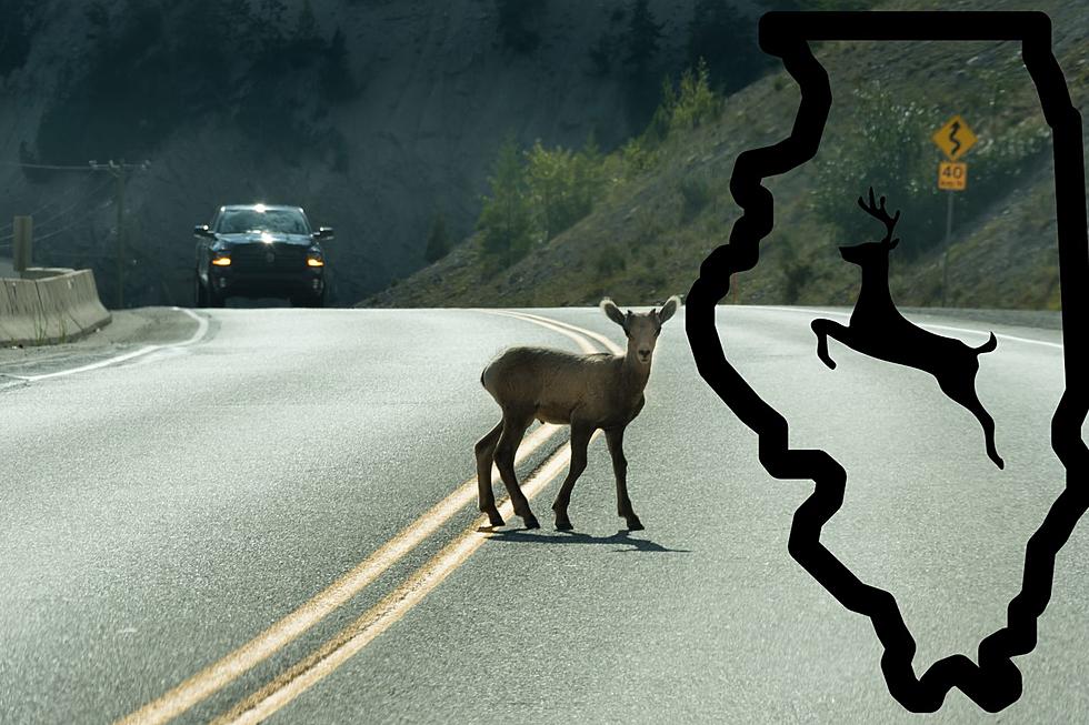 If You Hit a Deer with Your Car in Illinois Can You Keep It?