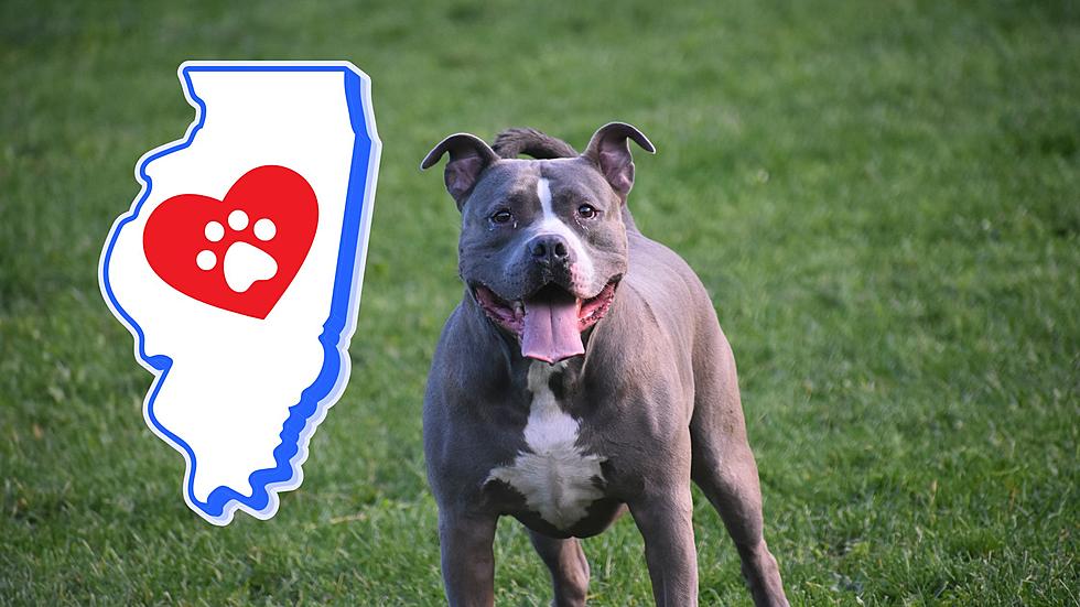 In 2024 All Dogs will be treated Equally in Illinois 