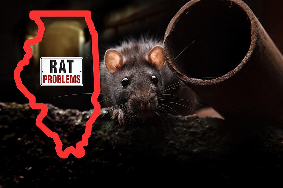Illinois City Takes Lead as Most Rat-Infested City in the Nation