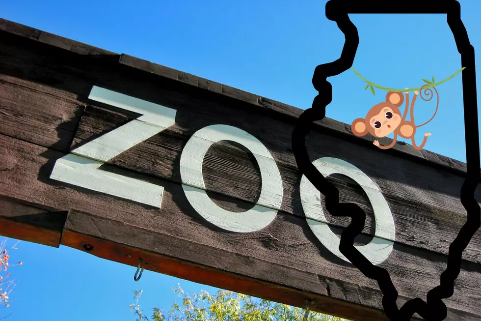 Surprise &#8211; Did You Know That There are 7 Zoos in Illinois?
