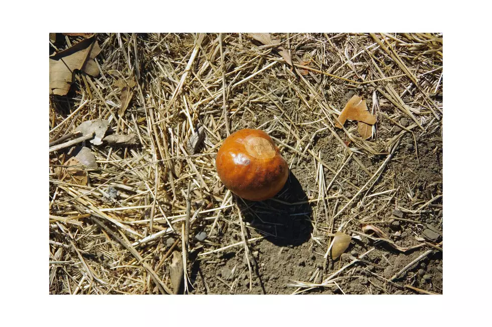 Canva/Buckeye