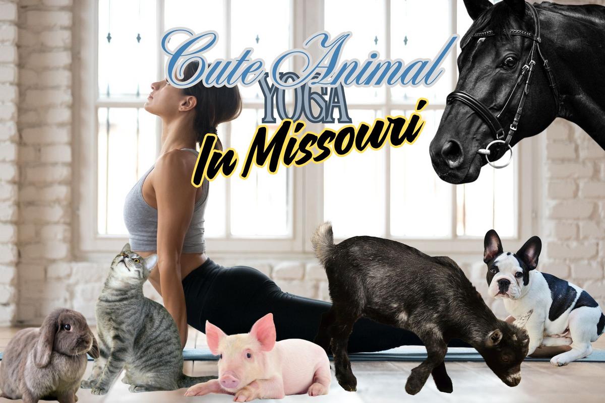 Animal Yoga Craze: Missouri's Top Pick Revealed