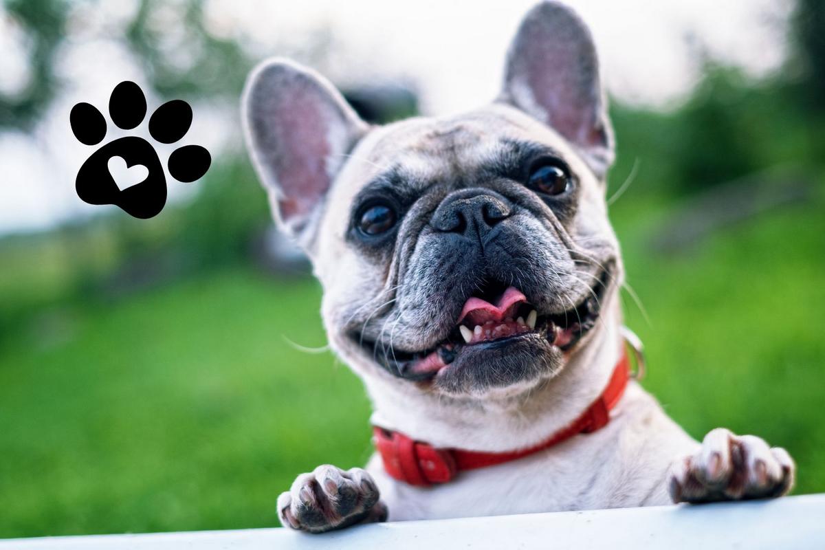 Missouri's Top Dog - Which Breed is the Best in 2025?