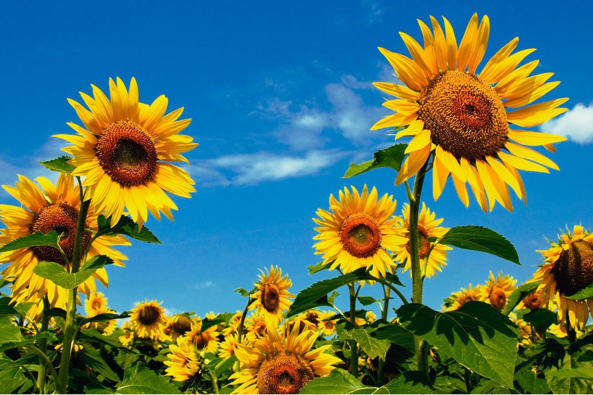 Where to Find Missouri’s Most Stunning Sunflower Fields
