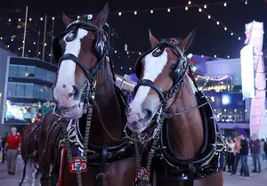 The Famous Clydesdales Are Coming to Hannibal