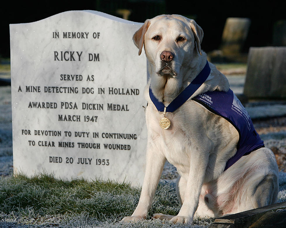 Pet Cemetery Plots for People are Becoming More Popular 