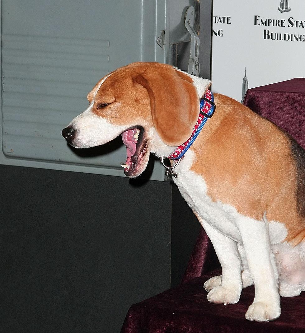 Will Your Dog Yawn After You?