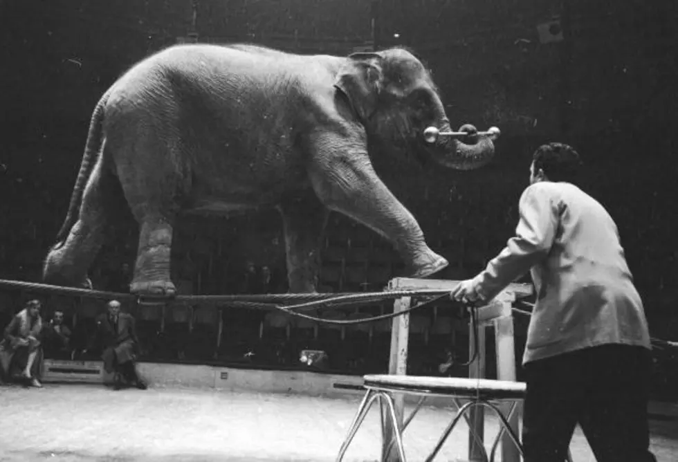 Have You Ever Seen An Elephant On a Tightrope?
