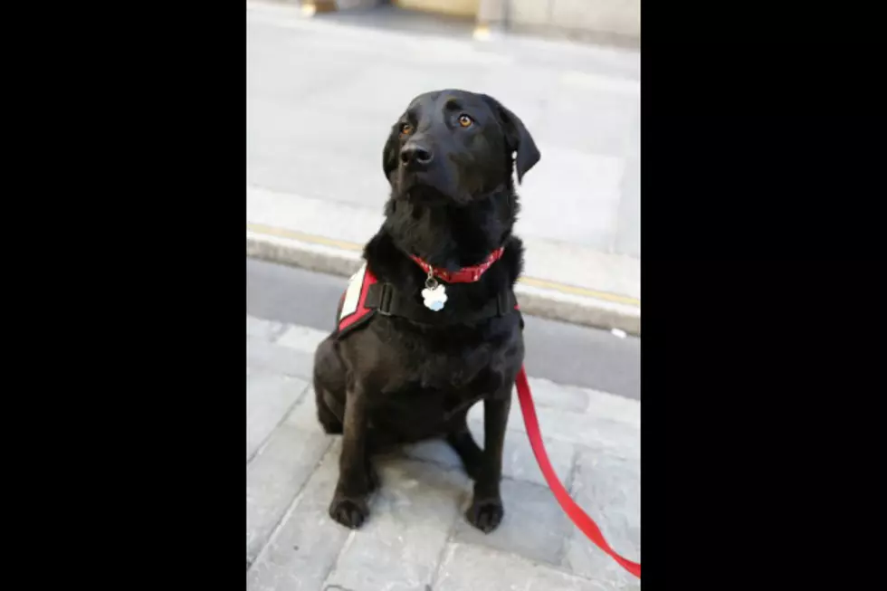 Jacksonville Firehouse Dog Wins an Appearance on NBC’s ‘Chicago Fire’