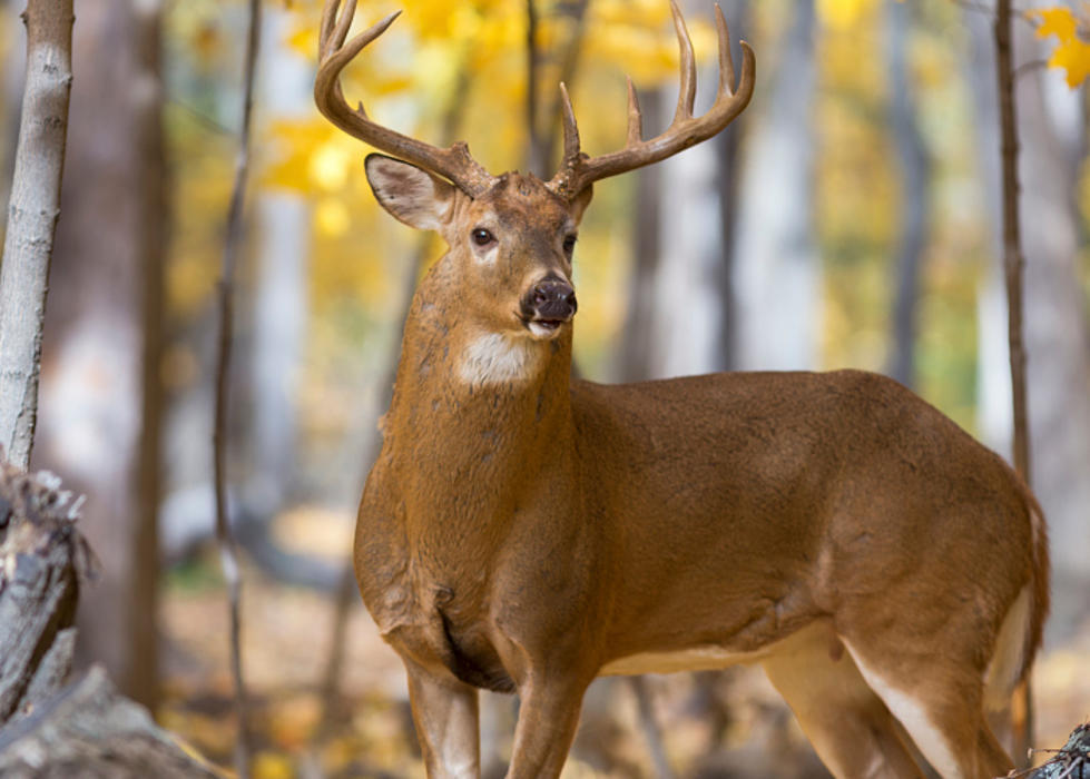 Three Charged With Illegally Hunting Deer in Illinois