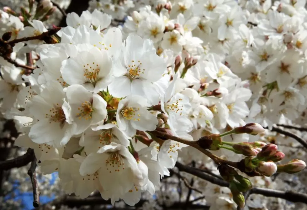 Spring Arrives at 11:30 PM Tonight